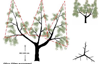 Potatura dell’Olivo a Vaso Policonico: Guida Completa e Consigli Pratici