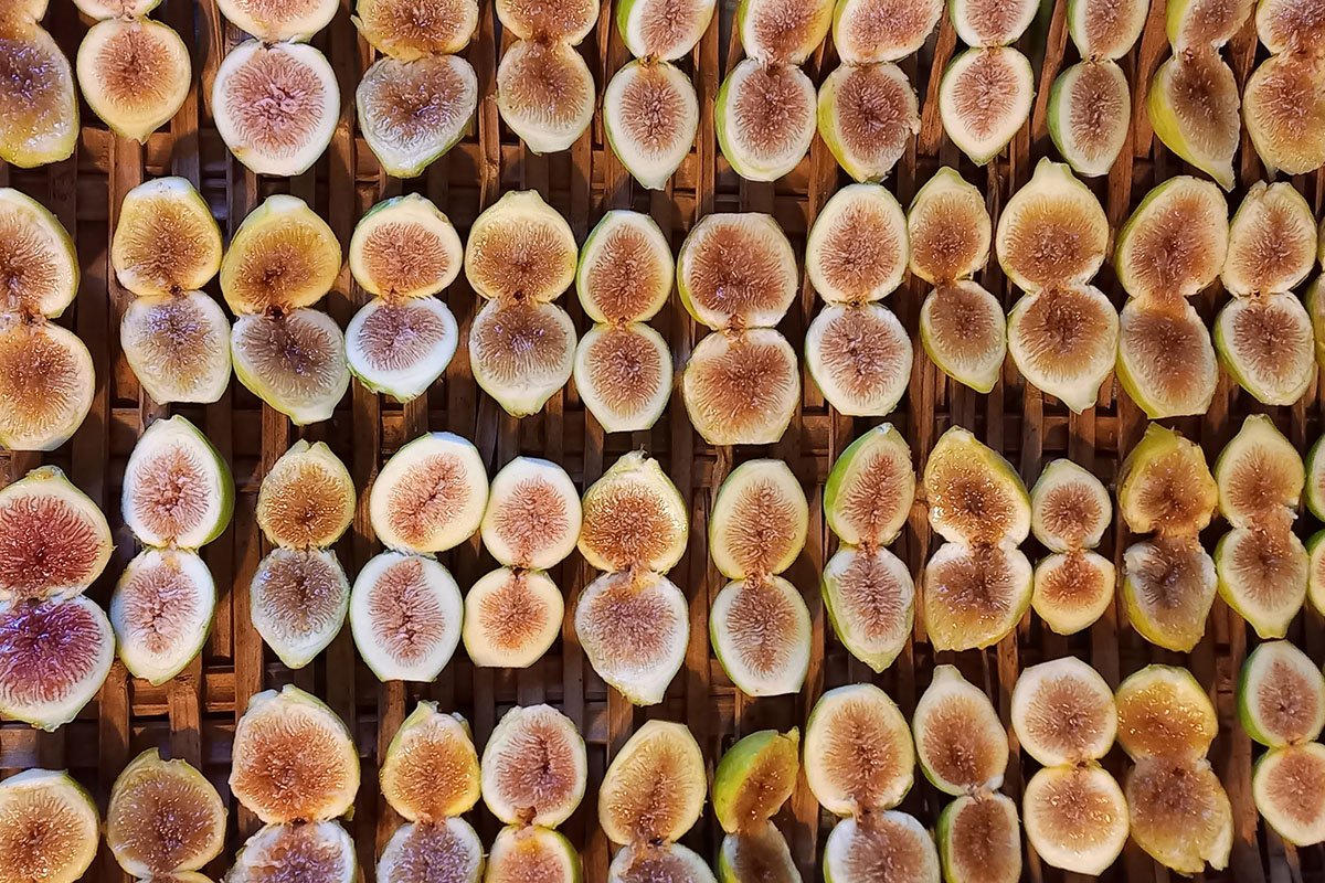 Fico bianco Cilentano di Corleto Monforte (SA)